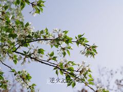 -西安青龙寺遗址景区