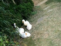 -蝴蝶泉公园