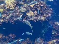 -海合安青岛极地海洋公园