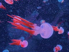 -欢乐海岸海洋奇梦馆