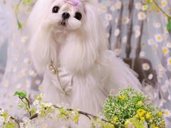 -萌宠之家·腊肠犬·马尔泰·小体犬舍