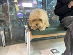 -帕帕拉兹宠物(亚洲旗舰店)