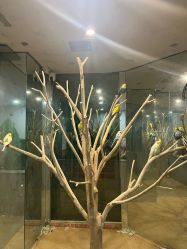 -神奇动物撸宠馆·羊驼·小浣熊·异宠(豫园店)