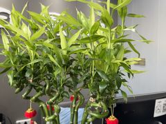 -田凤波推拿.按摩养生(幸福店)