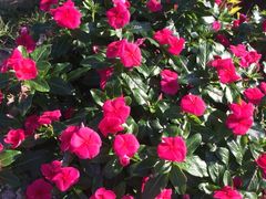 -北纬44度·金珠花海休闲农业旅游景区