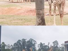 -广州长隆野生动物世界