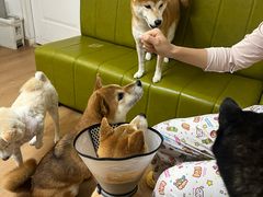 -是阿柴呀！柴犬咖啡·爱喵喵猫咖