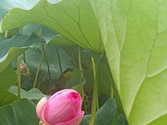 -莲花池公园