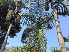 -中国科学院西双版纳热带植物园