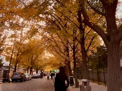 -三里屯东五街银杏大道