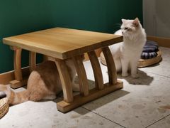 -飞行喵MR PILOT|猫舍·猫咖(静安大融城店)