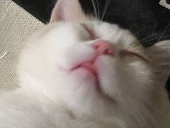 -瑞鹏宠物医院·超声·骨科·奇麟分院(蜀都万达店)