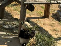 -西霞口神雕山野生动物世界
