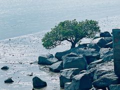 -深圳湾公园(南山区)