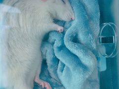 -派联宠物医院·24h·CT·异宠