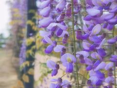 -武汉紫薇都市田园