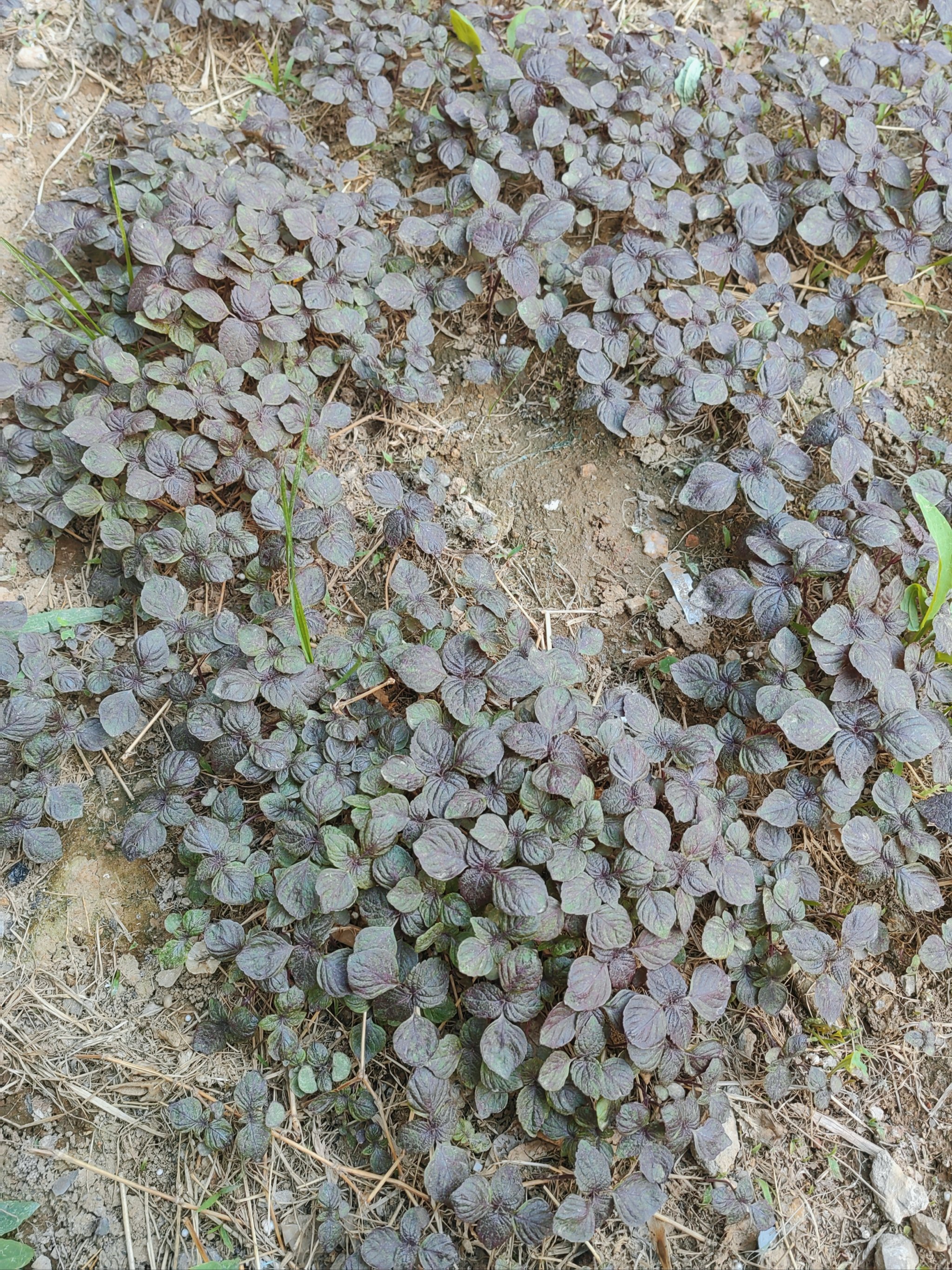 夏天,这是什么植物?