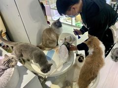-喵的天空名猫咖啡馆·撸猫·猫舍·用品