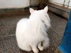 Anne猫窝咖啡屋-Anne猫窝咖啡屋