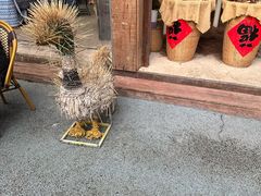 -西双版纳原始森林公园