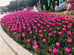 -上海鲜花港