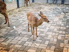 -长白岛森林公园