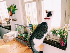 iphone_upload_pic-海边的猫和咖啡馆