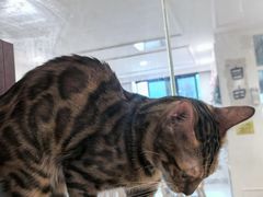-楼上猫咖(罗湖店)