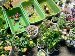 -循礼门鲜花花市(武汉循礼门店)