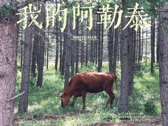 -丰宁坝上草原