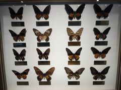 -上海昆虫博物馆