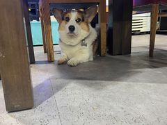 -阿尔法海鲜排档(爱琴海店)