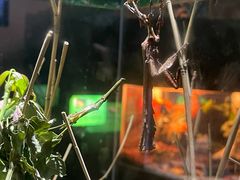 -上海海洋水族馆