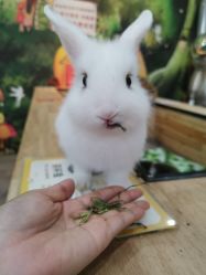 点击看大图 -神奇动物撸宠馆·羊驼·小浣熊·异宠(豫园店)