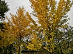 -延安杨家岭革命旧址