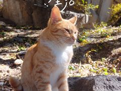 -崂山巨峰游览区