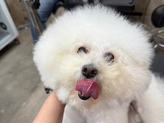 -帕帕拉兹宠物(亚洲旗舰店)