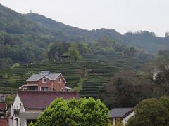 -龙井村