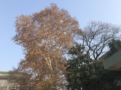 -武汉大学-樱园