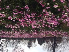 iphone_upload_pic-天适樱花悠乐园