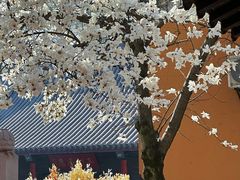 -灵谷景区