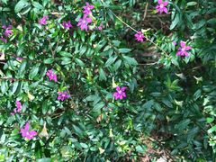 -铁山坪森林公园