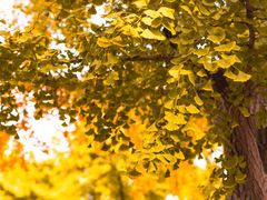 -三里屯东五街银杏大道