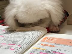 -沐沐家宠物(成寿寺店)