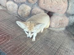 -西霞口神雕山野生动物世界