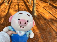 -上海海湾国家森林公园