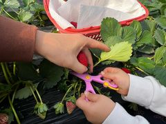 -喜杨洋草莓采摘园