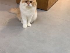 -Heymao猫咖.咖啡厅(东门店)