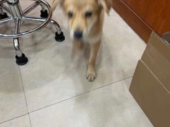 -艾贝尔宠物医院·狂犬免疫点(江山金象城店)