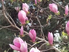 -大兴滨河森林公园